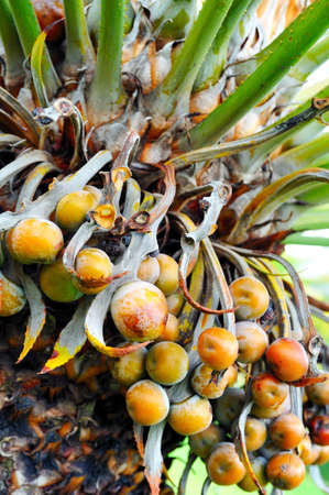 Close up of palm tree fruit - Cycas circinalisの写真素材