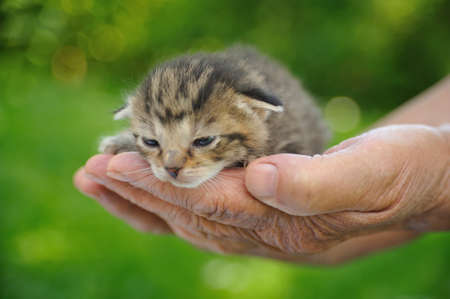 Senior's hands holding little kittenの写真素材