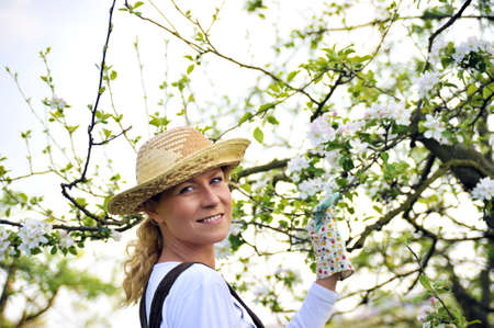 Young woman gardening - in apple tree orchardの写真素材