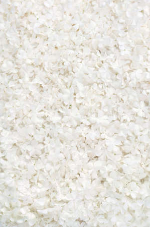 Guelder rose blossoms - backgroundの写真素材