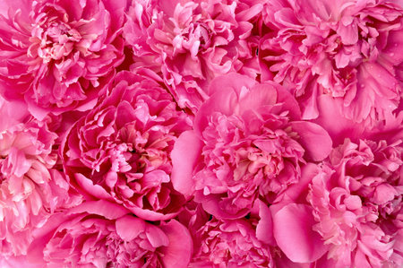 Peony flower heads - background