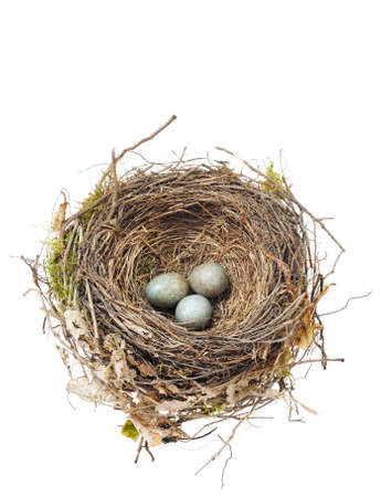 Detail of blackbird eggs in nest isolated on whiteの写真素材