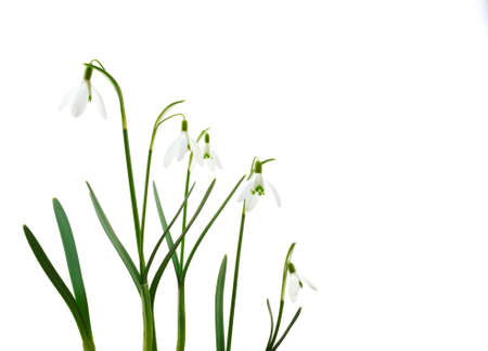 Group of growing snowdrop flowers  isolated on white backgroundの写真素材