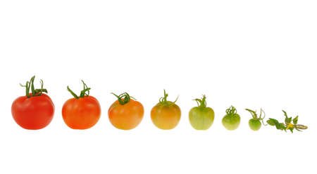 Evolution of red tomato isolated on white backgroundの写真素材