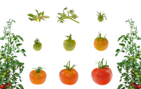 Evolution of red tomato isolated on white backgroundの写真素材