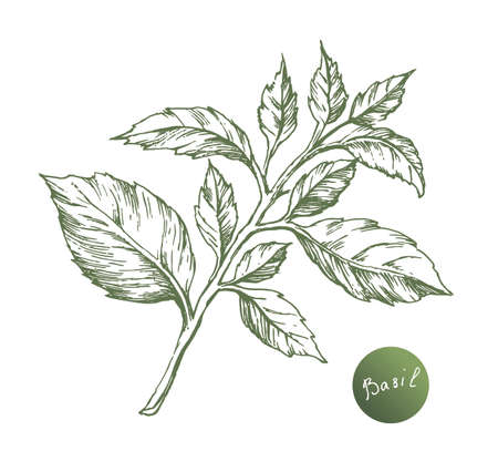 Basil vector drawing. Isolated Basil leaves. Herbal engraved style illustration. Cooking spicy ingredientのイラスト素材