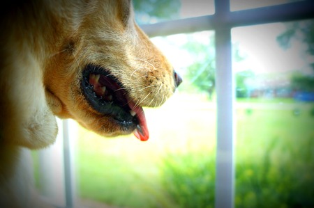 Puppy joyの写真素材