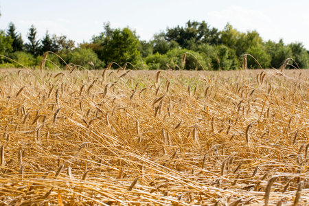 fieldの写真素材