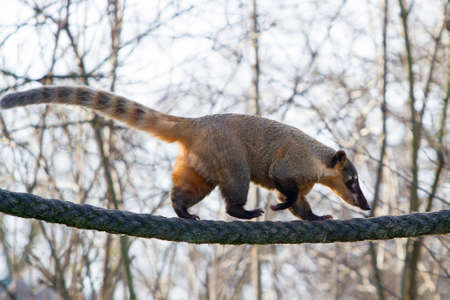 South American coati  Nasua nasua  walking on a rope in prague zoo の写真素材