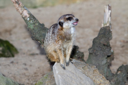 Portrait of angry Meerkat  Suricata suricatta  の写真素材