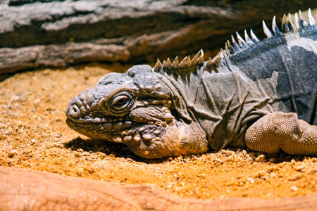 Portrait of adult Cuban rock iguana  Cyclura nubila  