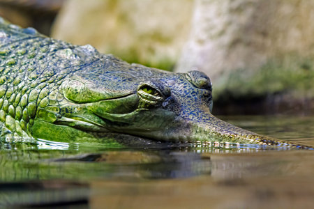 Detail of the head of Indian gavial  Gavialis gangeticus  の写真素材