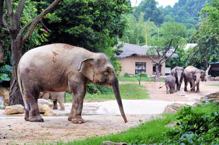 Elephantの写真素材