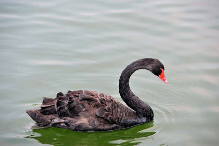 Black Swanの写真素材