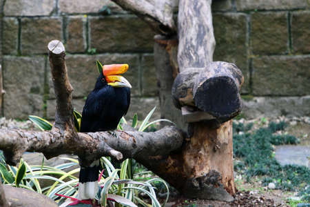 Rhinoceros Hornbillの写真素材