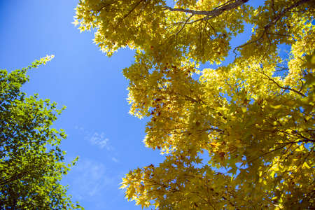 Blue sky and the treeの写真素材