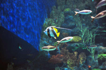 Marine life, Ocean Park Hong Kongの写真素材