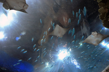 Marine life, Ocean Park Hong Kong