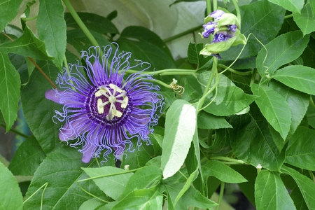 May-pop Purple Passion flower(Passiflora Incarnata),Spring Hill botanical garden,Floridaの写真素材