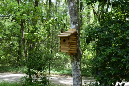 Wooden Bird House on a Tree in the Butterfly Garden at Florida State Park in the Springtime.の写真素材
