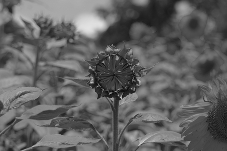 Sunflower waiting to bloom in a field of sunflowersの写真素材
