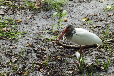 Baby American white ibis(Eudocimus albus)の写真素材