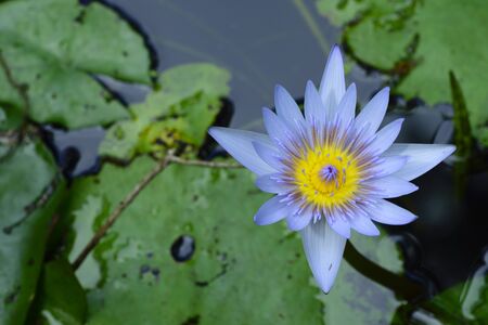 Purple and yellow water lily in a pondの写真素材