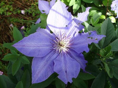 passionの写真素材