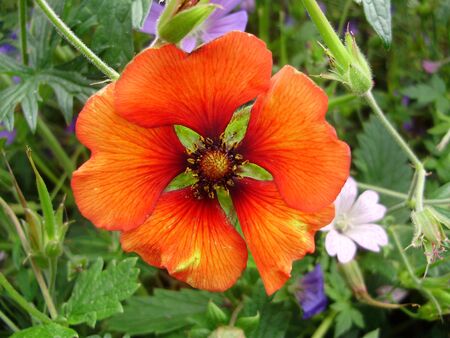 orange splendourの写真素材