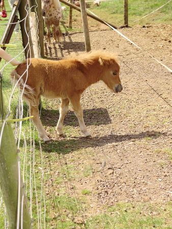 little itchの写真素材