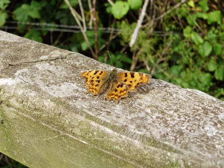 comma butterfly(nymphalidae)の写真素材