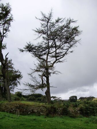 wind sweptの写真素材