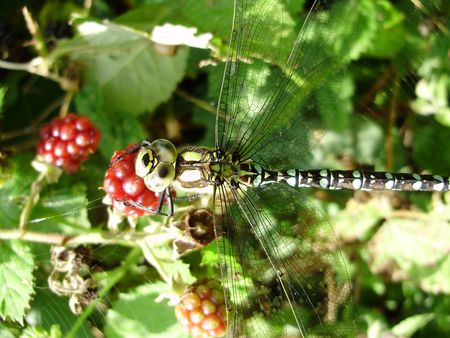 dragonfly captureの写真素材
