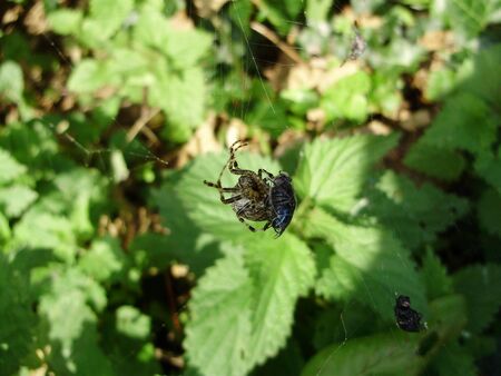 orb stretch spiderの写真素材