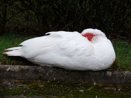 white plummageの写真素材