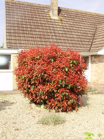 firey bushの写真素材