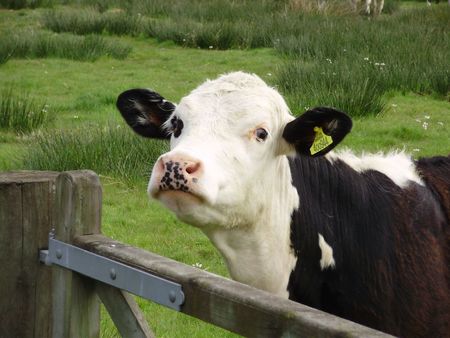 cattle behind fenceの写真素材