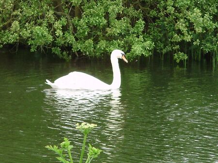 swanの写真素材