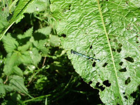 blue damsel flyの写真素材