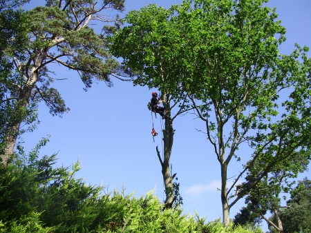 TREE SURGEONの写真素材