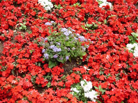 red flashの写真素材