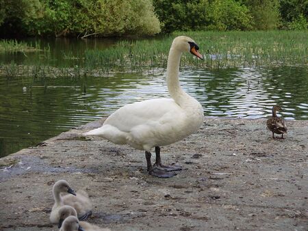 proud dadの写真素材