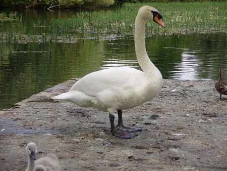 proud fatherの写真素材