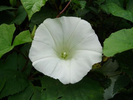whiteの写真素材