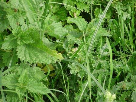 green leavesの写真素材
