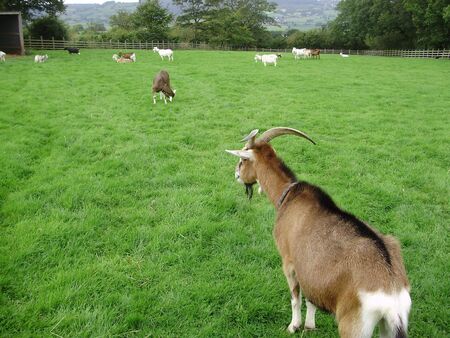goatsの写真素材