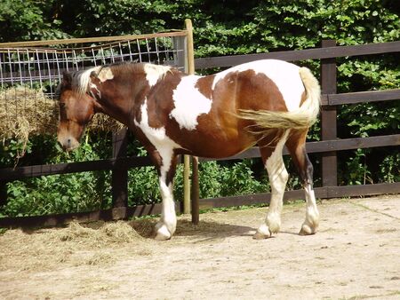 brown and whiteの写真素材