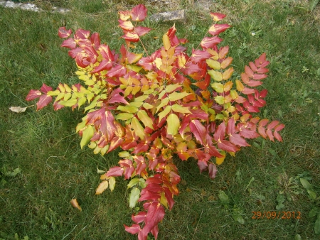 contrasting coloursの写真素材