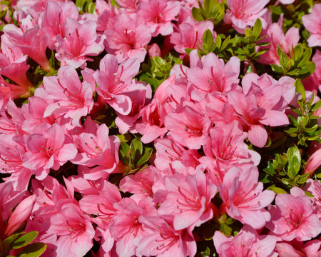 Azalea flowers blooming in spring. Azalea is a genus of flowering plants in the Rosaceae family.の写真素材