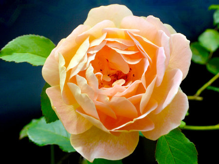 Beautiful pink rose with green leaves on a dark background close-upの写真素材